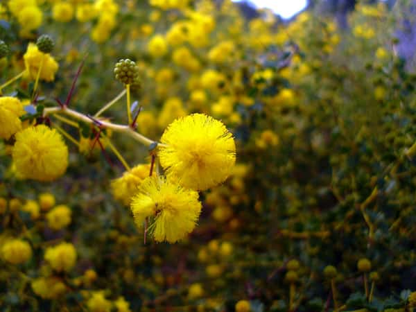 Acacia pulchella photo