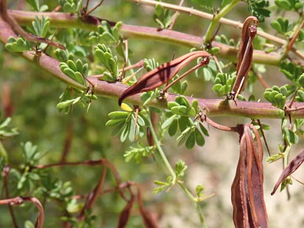 Acacia pulchella photo