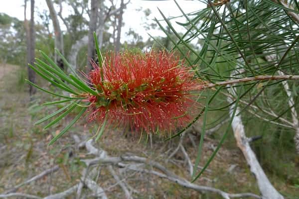 Callistemon linearis photo