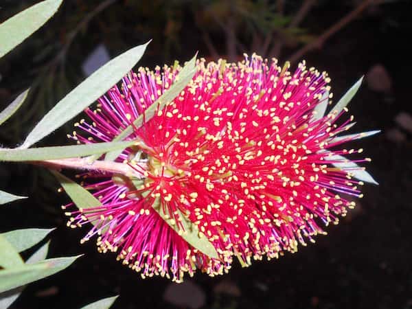 Callistemon rugulosus photo