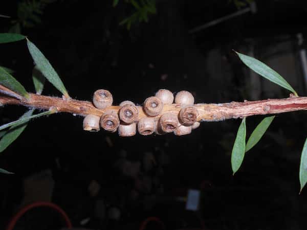 Callistemon rugulosus photo