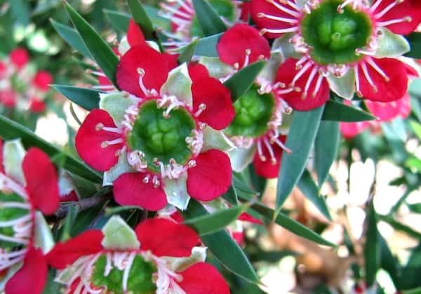 Leptospermum spectabile photo