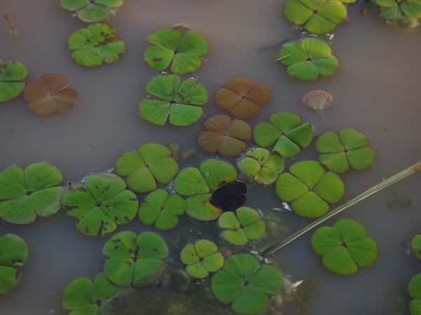 Marsilea drummondii photo