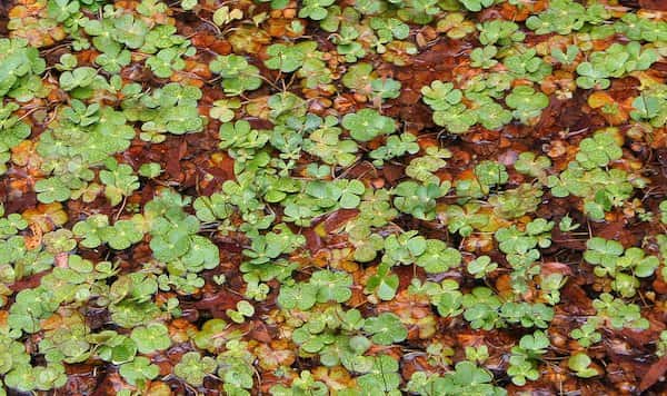 Marsilea drummondii photo