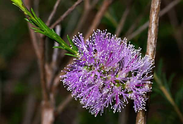 Melaleuca diosmatifolia photo